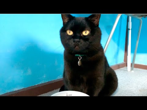 水飲み姿がオモカワすぎる猫！黒猫ボンベイBlack bombay cat