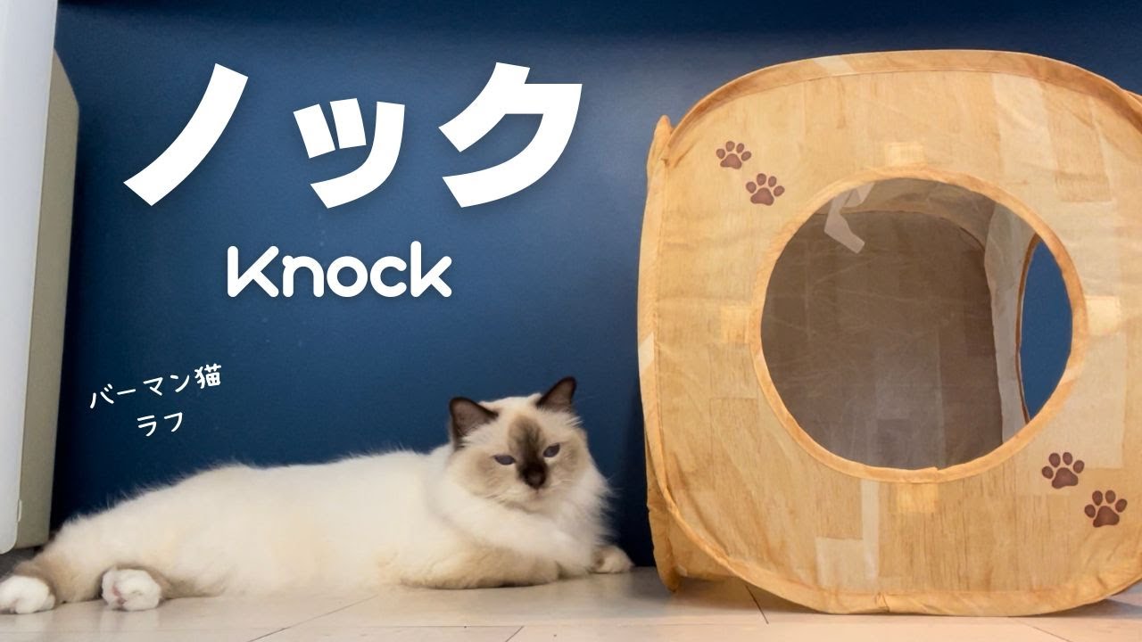 コンコンってニャ【ノック】Knock（バーマン猫）Birman/Cat