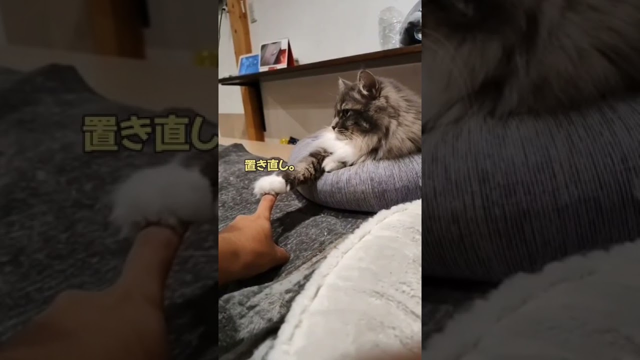 猫とマウントの取り合いしてみた結果。【サイベリアンのラフィ】#shorts