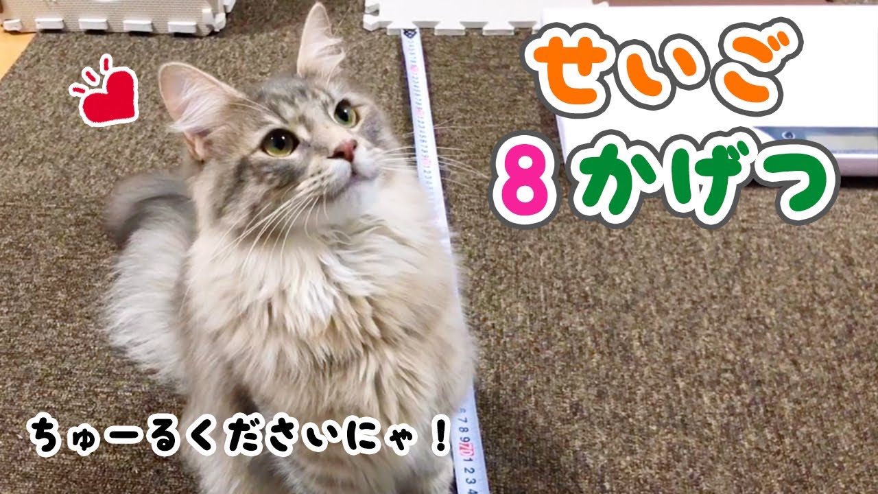 生後8ヶ月🌸メインクーン♀体重&大きさとお祝いちゅ〜る♪【ヤスミン 猫】
