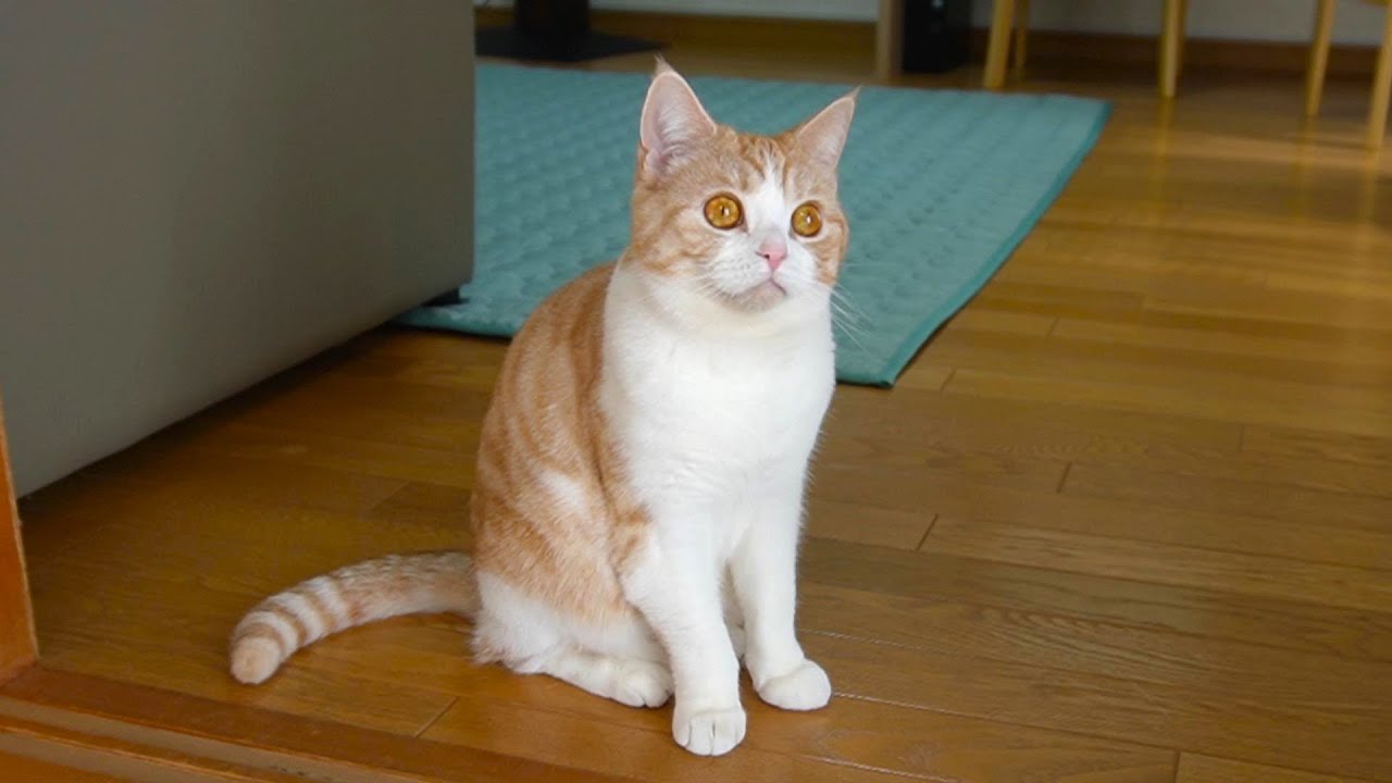 「クルル・ぷぷぷ」と鳴く猫【スコティッシュフォールド】【アビシニアン】