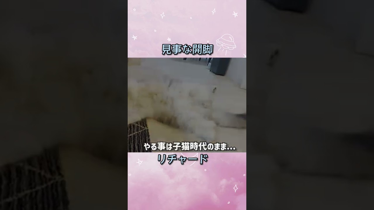 巨大化してくるノルウェージャンフォレストキャット