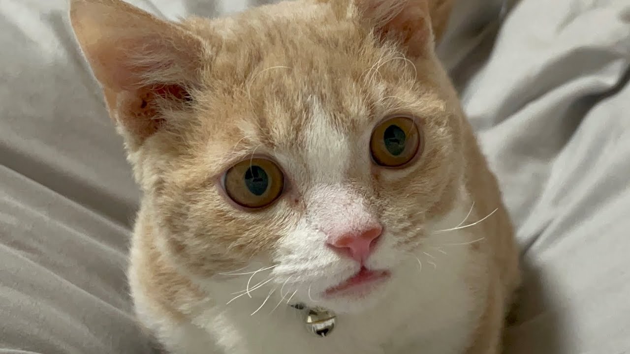 【ナイトルーティーン】寝る前の運動で睡眠の質を上げる猫
