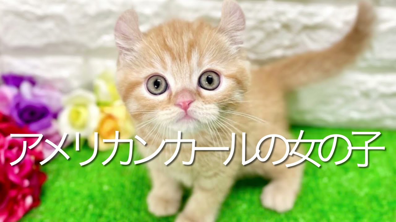 アメリカンカールの子猫　（和歌山）