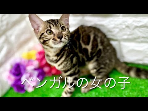 ベンガルの子猫　（中之島）