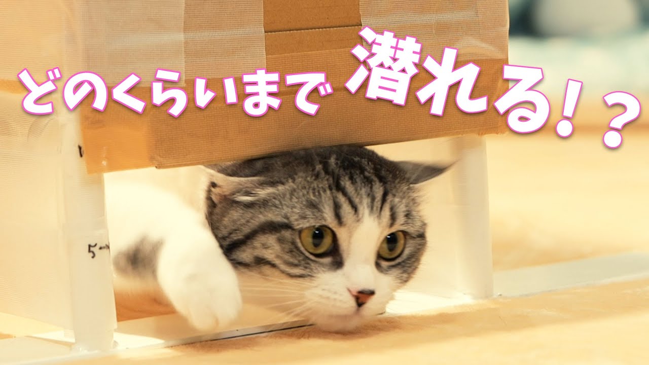 どんどん低くなる!?潜り抜けチャレンジ【スコティッシュフォールド】