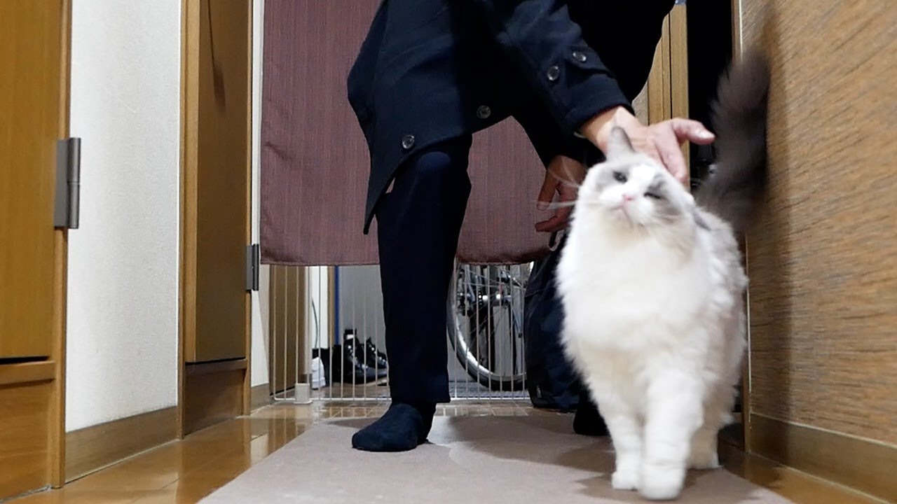 🏠毎日12時間以上お留守番を頑張っているラグドールに空手チョップを差し上げますw