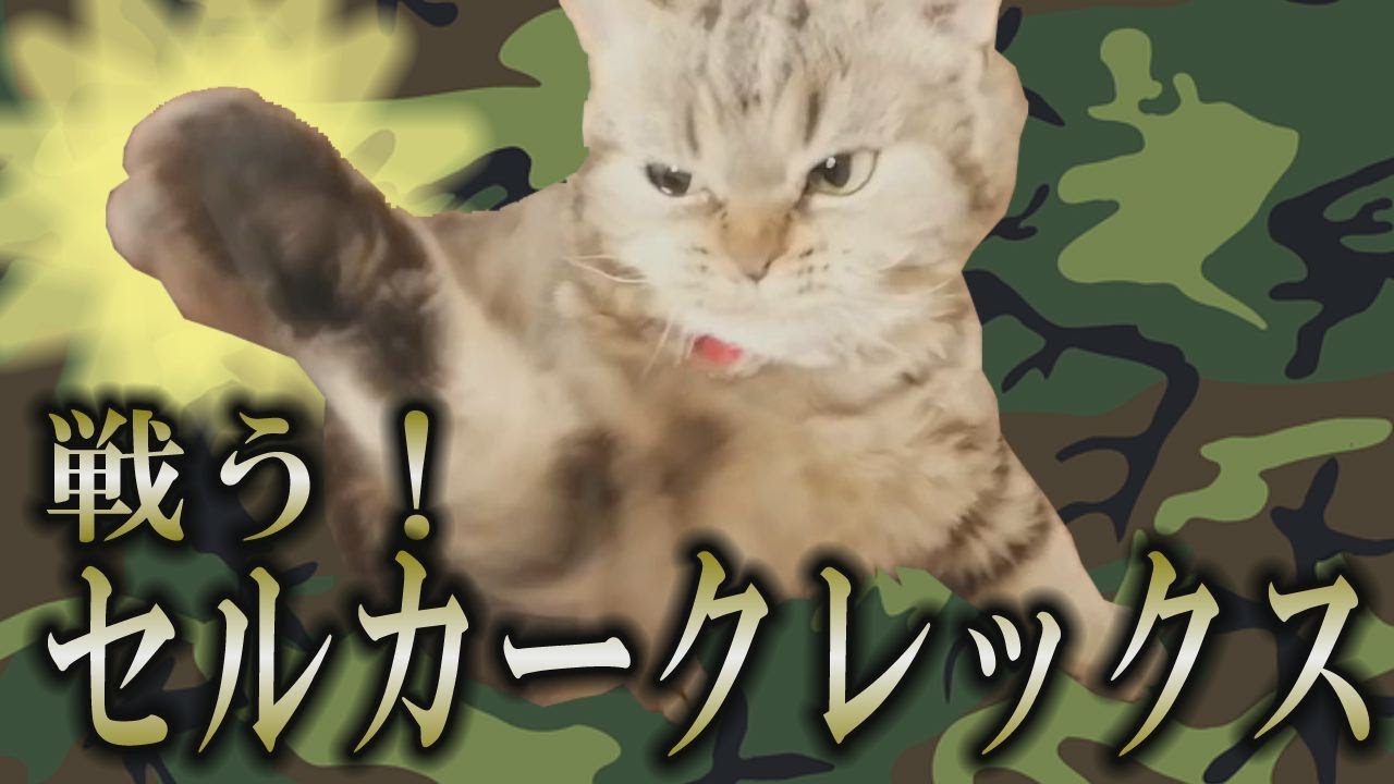 【セルカークレックス】細長いアイツと戦う猫がかわいい！【セルカー女子】