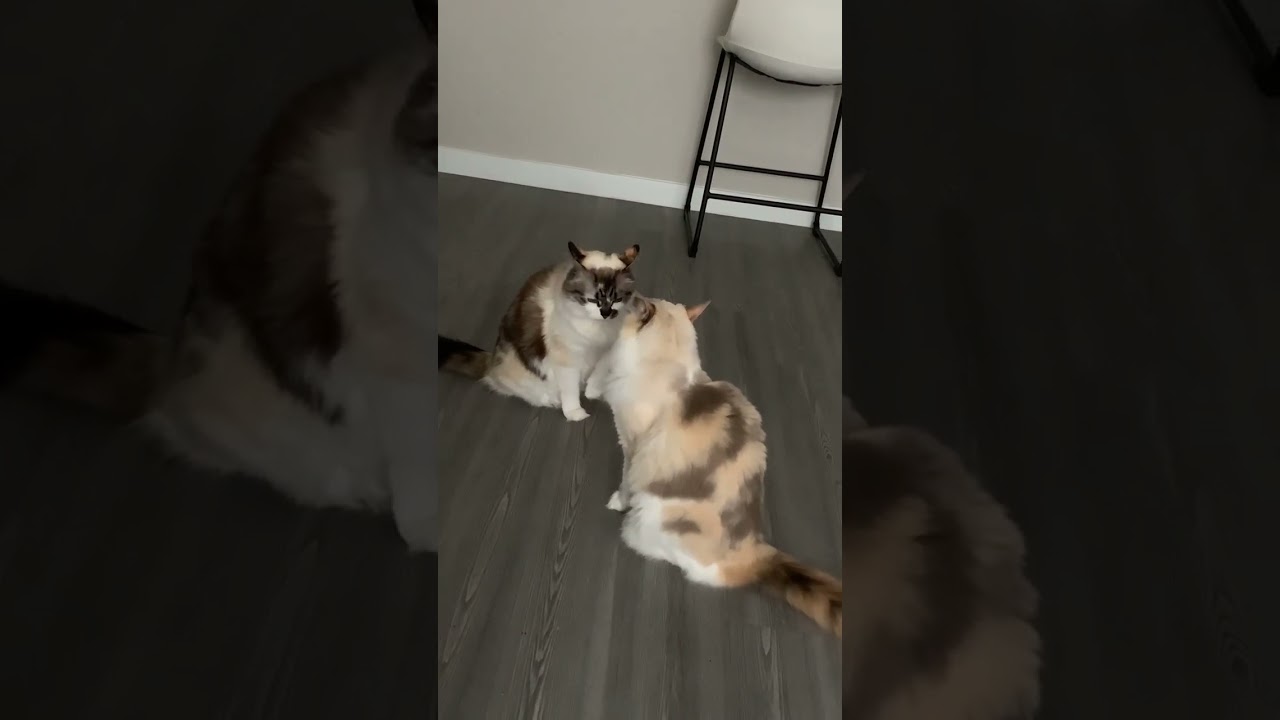 National Cat Day 2021 US ✨ National Cat Show 2021 ✨ Manx Cats ✨ Happy International Cat Day 2021