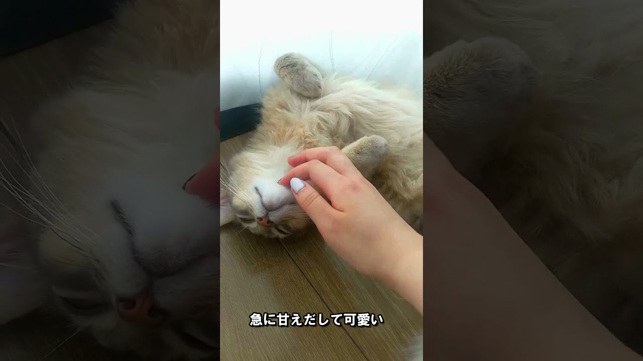 突然甘えだすソマリの子猫を眺める動画#short #ソマリ #猫のいる暮らし #猫 #子猫 #shorts