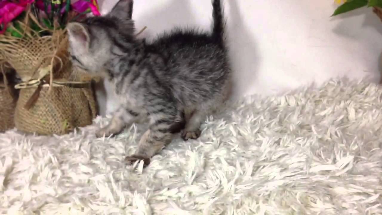 2013年5月12日オシキャット☆シルバーの男の子