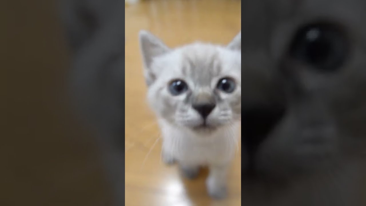 よだれが出るかわいさ！こねこの撮り方。シャムミックスの子猫ごーすけ編 #Shorts