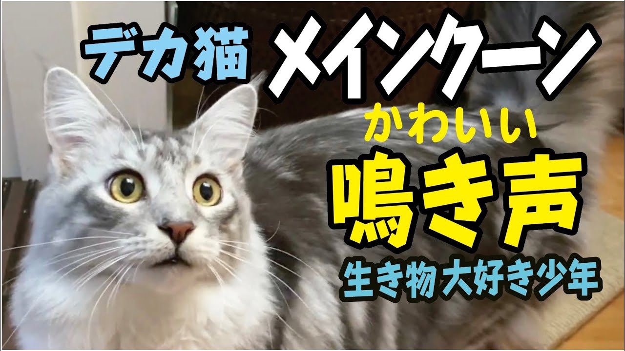 【メインクーン】大型猫のかわいい鳴き声