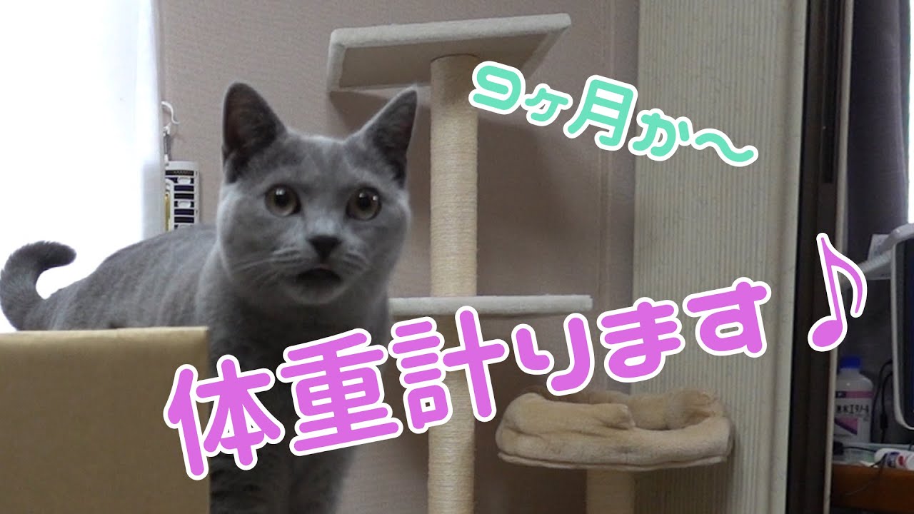 【体重測定】9ヶ月になるシャルトリューの体重はかりました  【Chartreux】