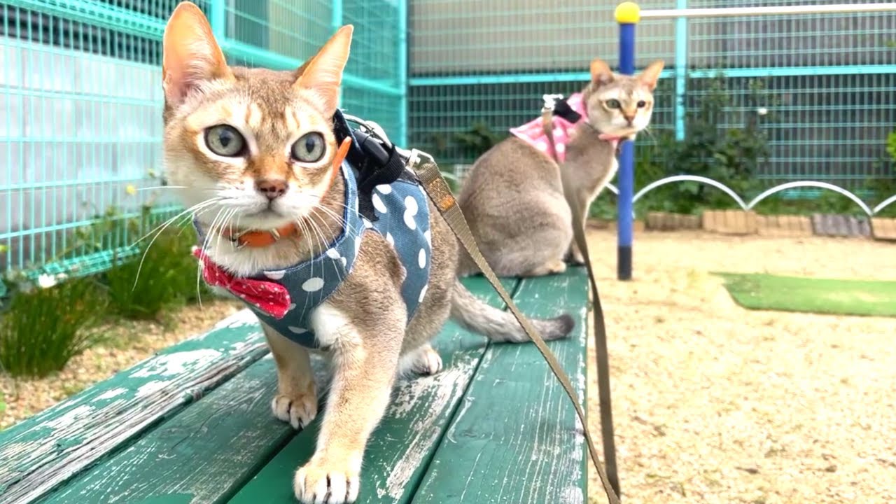 久しぶりの公園遊びにはしゃぐシンガプーラ兄妹♪
