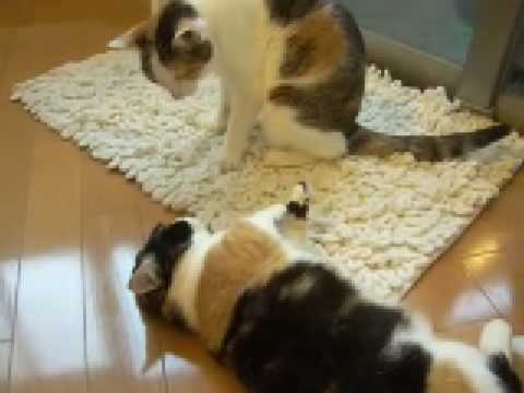 猫動画 短足マンチカンのなっちゃん 日本猫ねここ しつけ中 teaching cats manners