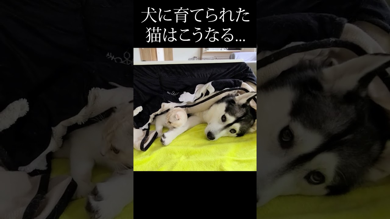 ハスキー犬に育てられた子猫はこうなる...#shorts