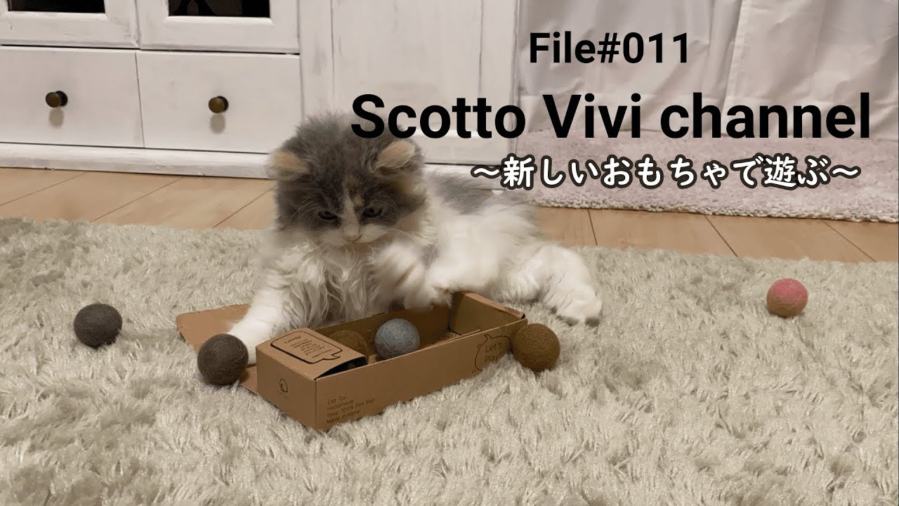 File#011～長毛スコティッシュフォールドのボール遊び～