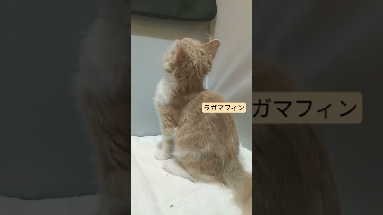 ラガマフィン/宮城県ペットショップ/富谷市/子猫