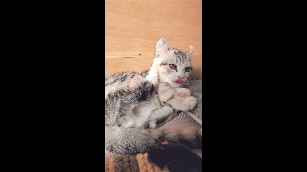 [子猫] (短足マンチカン×アメリカンカール)キンカロー~グルーミングに一生懸命な子猫です  #S6