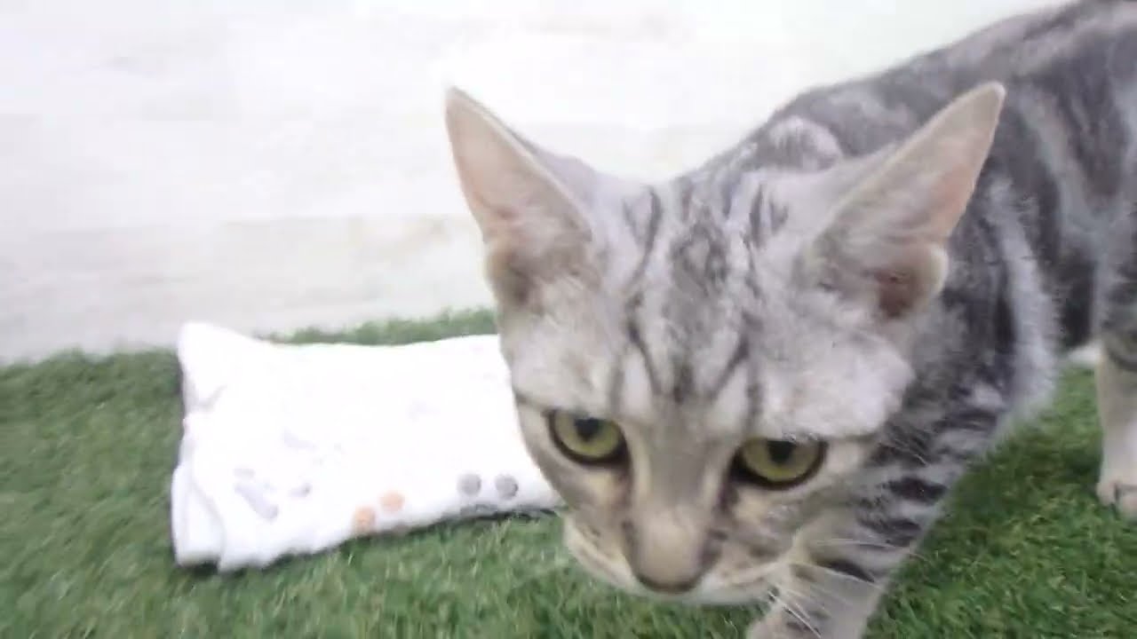 00601552 アメリカンショートヘアー