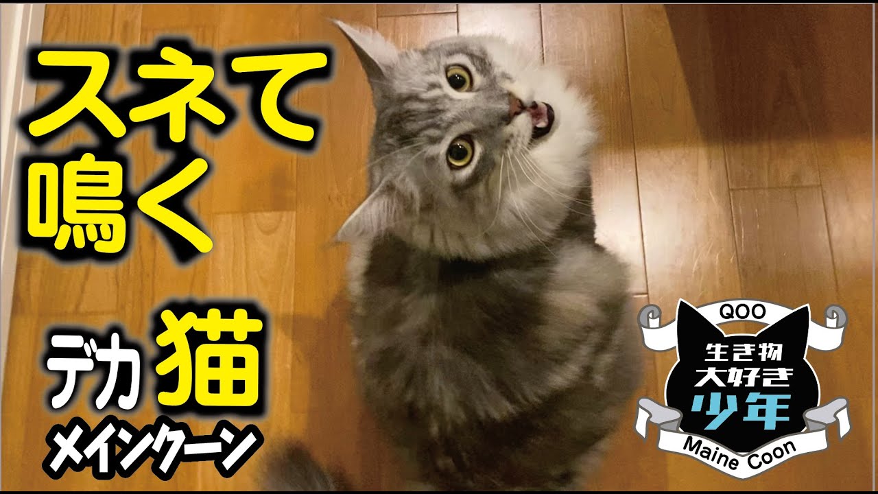 【メインクーン】大型猫がスネた時の可愛い鳴き声