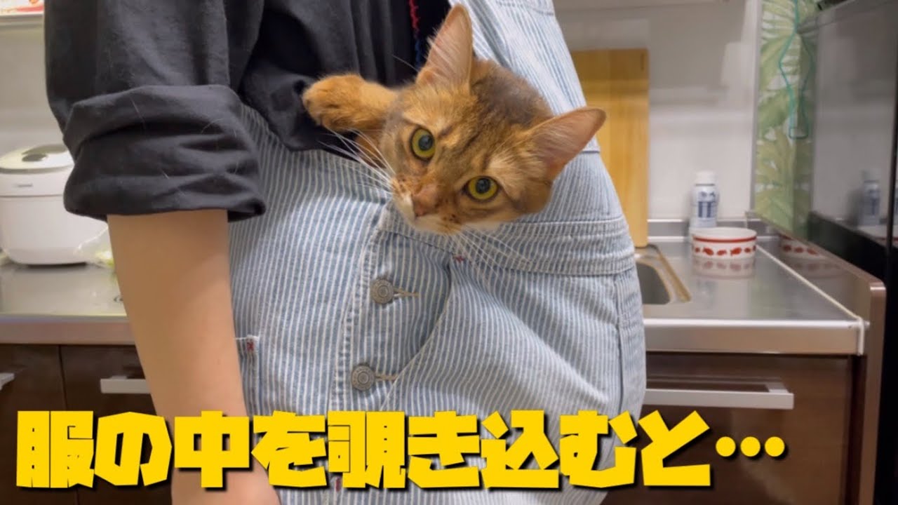 甘えたな性格のソマリ猫が赤ちゃんに戻りました
