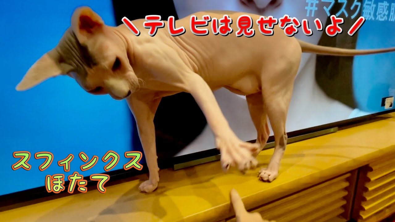 テレビに心くすぐられる猫ほたて【スフィンクス猫】