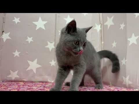 Coo&RIKU　No591809　ブリティッシュショートヘアー