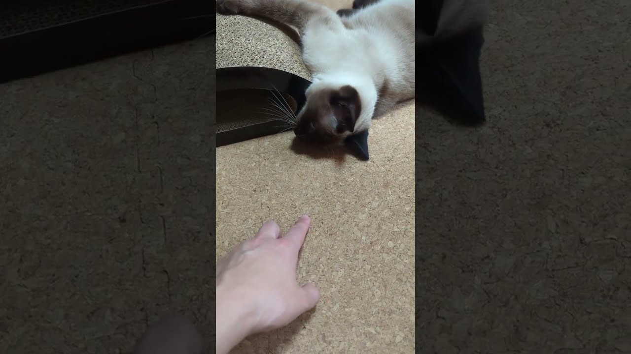 シャム猫の手遊び🐈 - Cats vs my hands - #shorts