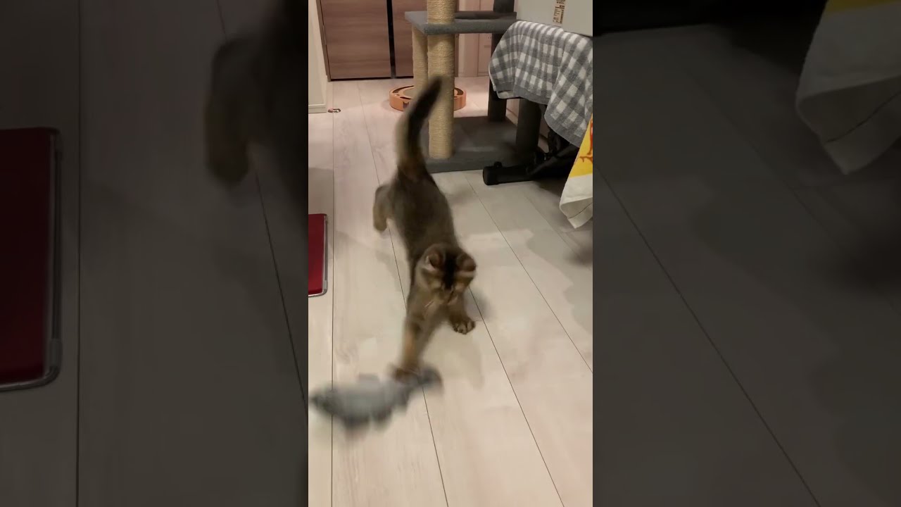 #猫動画 #ソマリ #しっぽ吸い