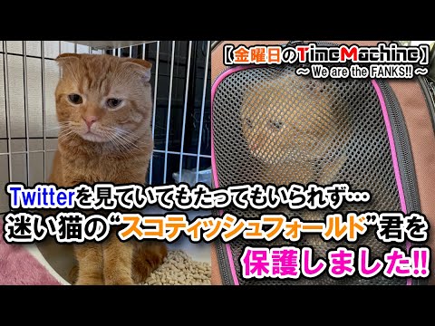 【保護猫のお話】迷い猫”スコティッシュフォールド"を保護しました（NCZ CAT#553 ）