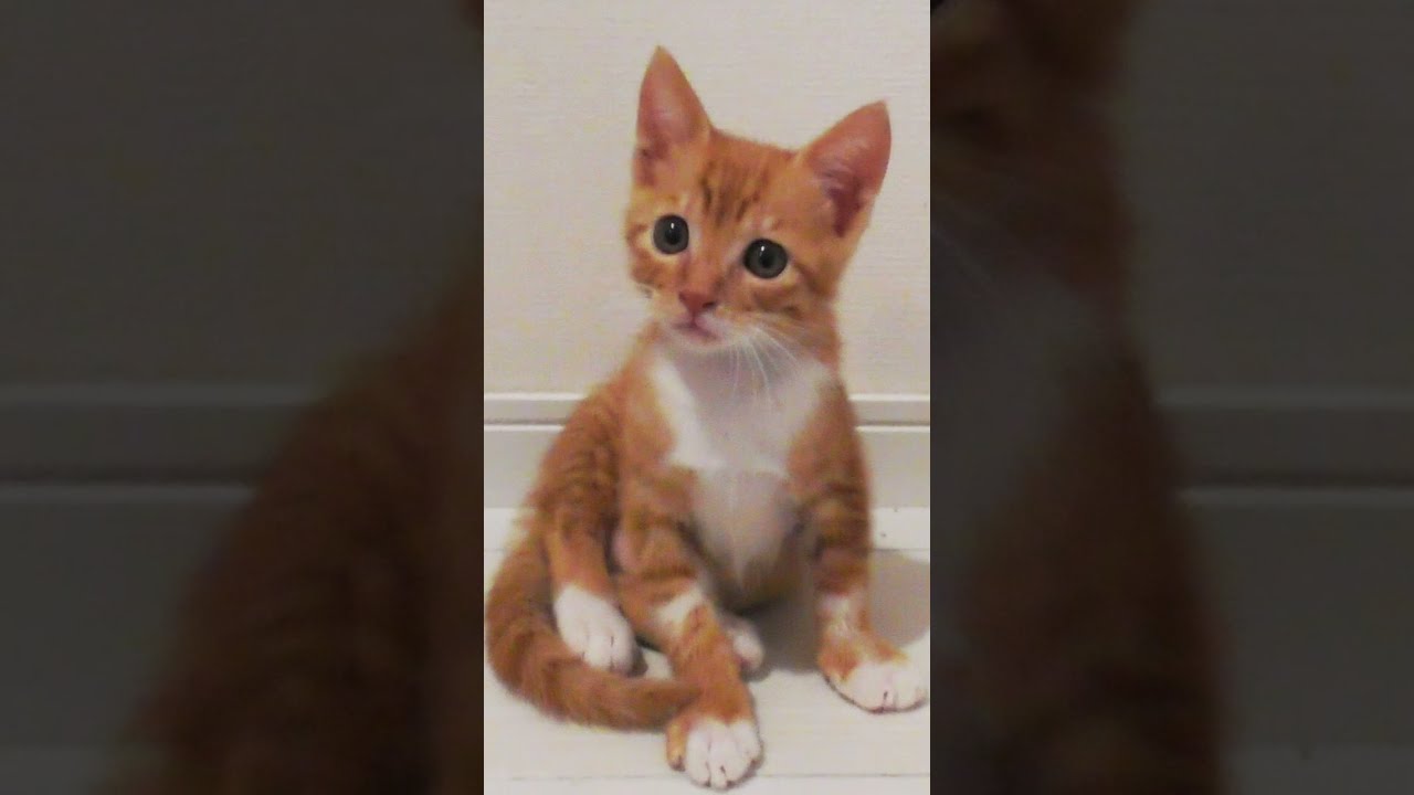 やんちゃな子猫が怪我をした結果…