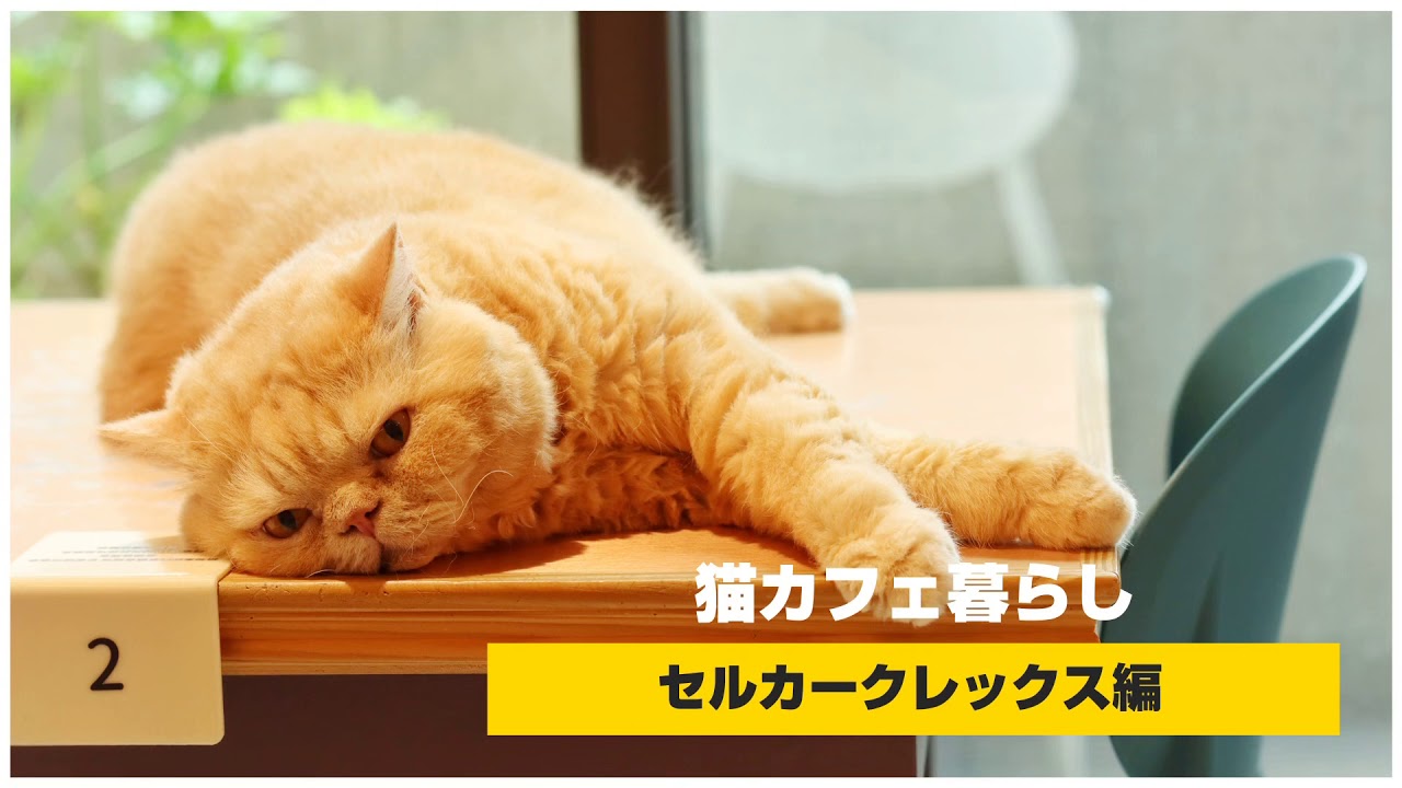 猫カフェ暮らし🏠 セルカークレックス編(Selkirk Rex)