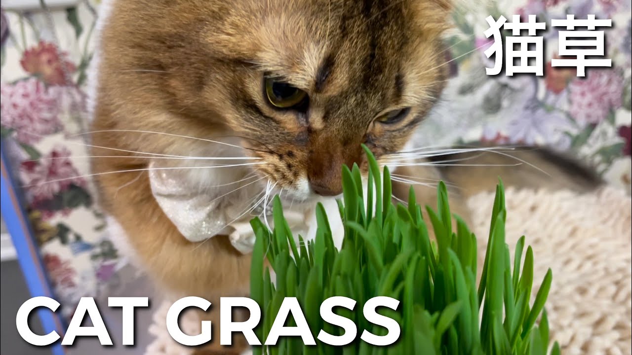 猫草の効果・食べ過ぎに注意【ソマリとアビシニアン】