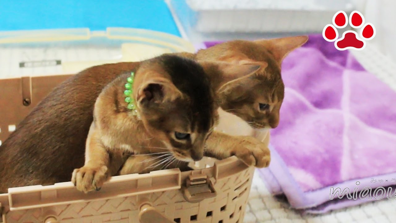 仔猫部屋にアビシニアン兄弟がやってきた【瀬戸の猫部屋日記】Abyssinian brother's came to the kitten's room
