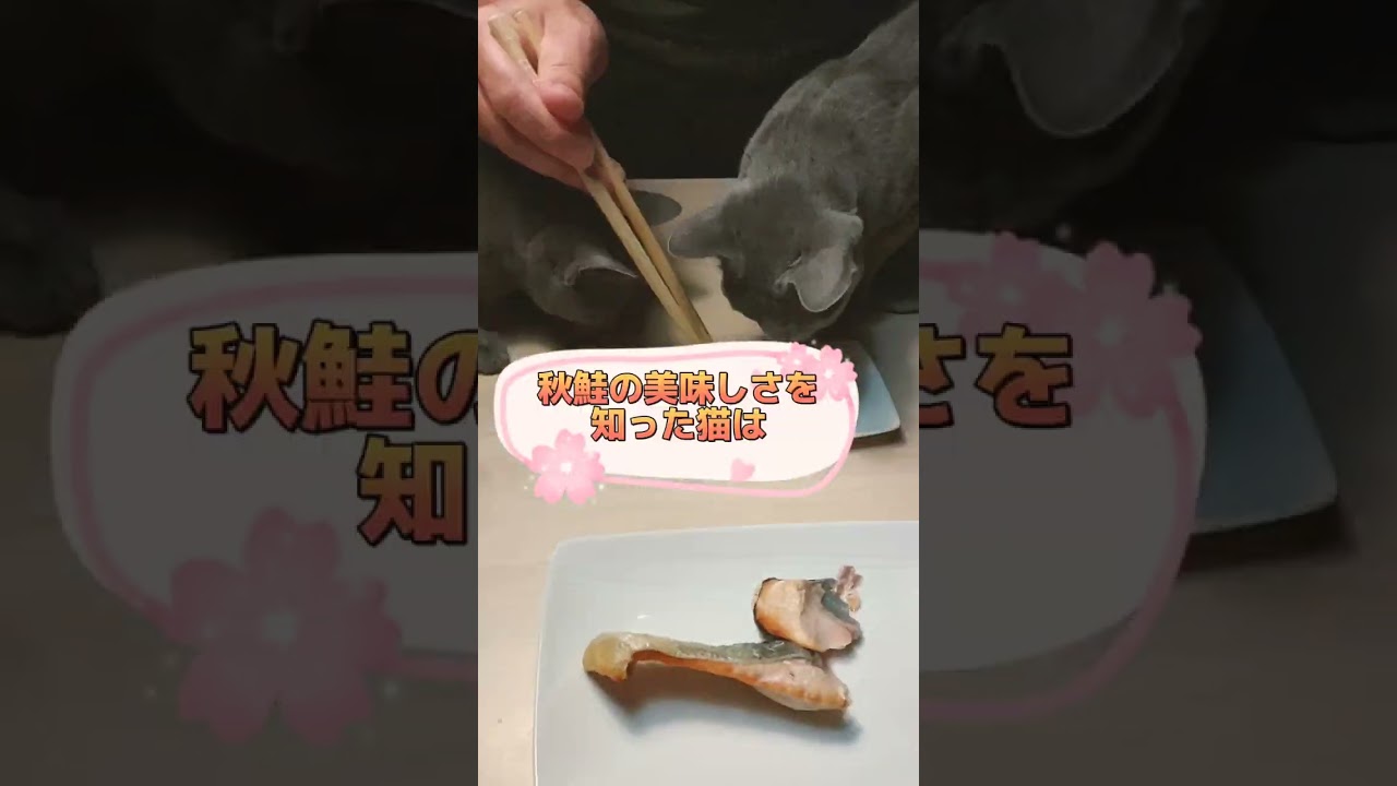 秋鮭は子猫に食わすな　#ロシアンブルー #russianblue  #子猫