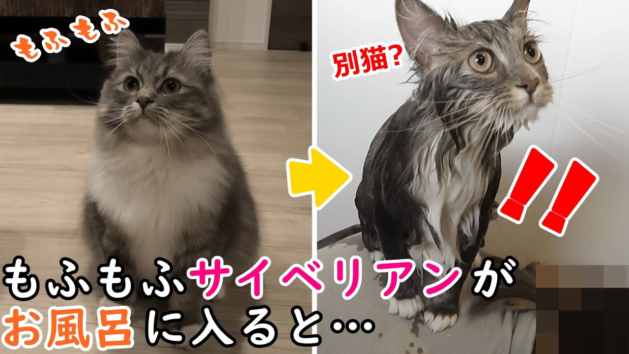 もふもふなサイベリアン猫がお風呂に入るとこうなります。／Scary when a Siberian cat takes a bath【サイベリアンのラフィ#83】