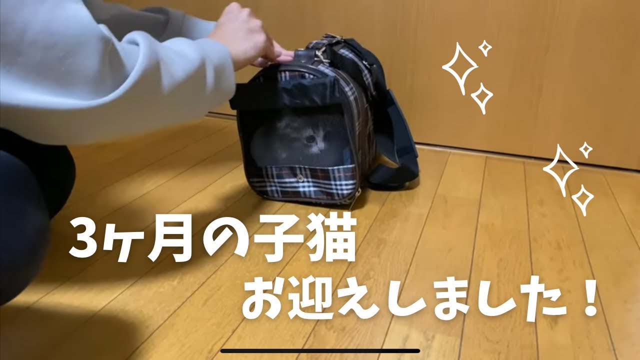 マンチカンとアメリカンカールのミックスの子猫をお迎えしました【かわいい猫vlog1】