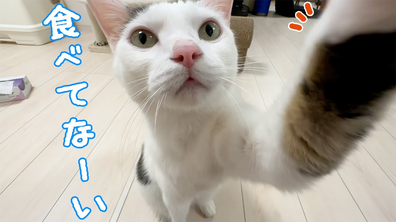 パパにご飯をもらった日はママを騙そうとする猫チロさん