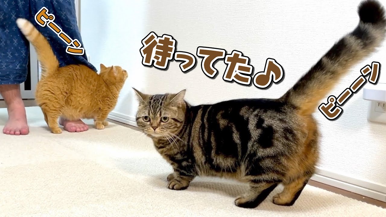 お風呂上がりのパパのことが好きすぎる兄弟猫が可愛い！
