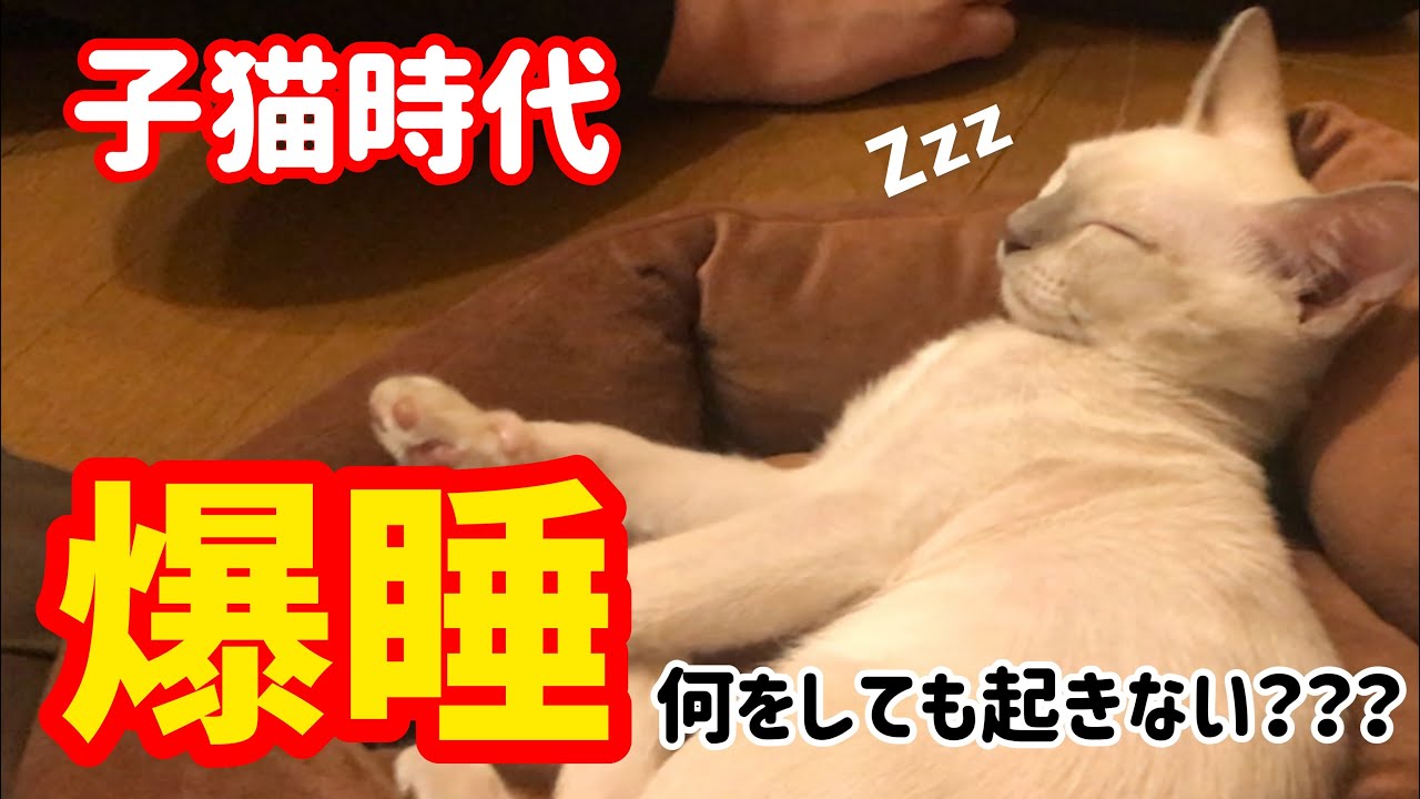 【子猫時代】爆睡！何をしても起きない猫！！【トンキニーズ】