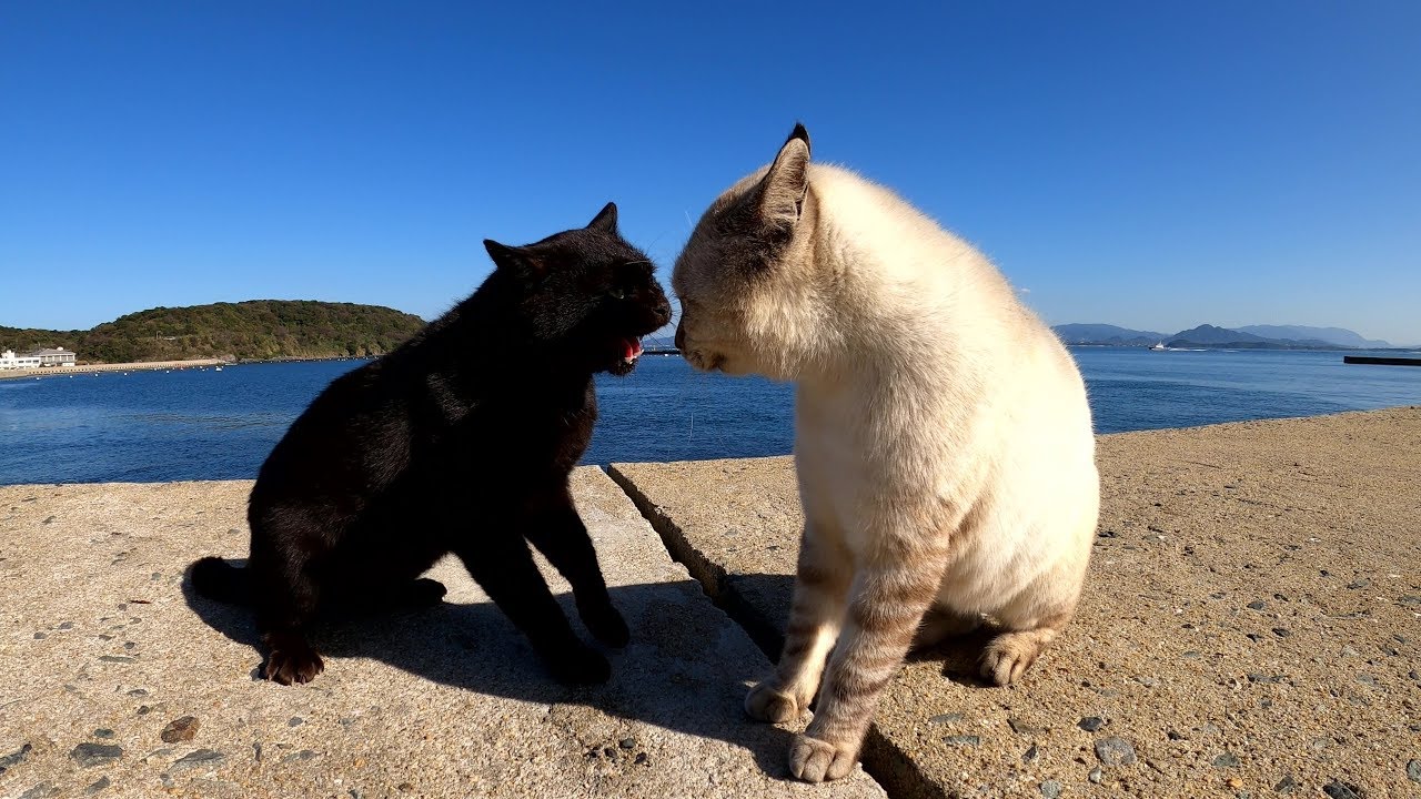 黒猫とシャム猫が堤防の上で大喧嘩！