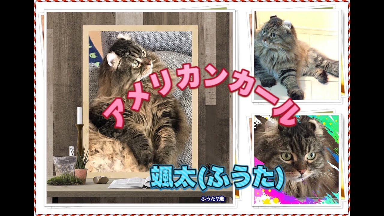 アメリカンカール颯太9歳②