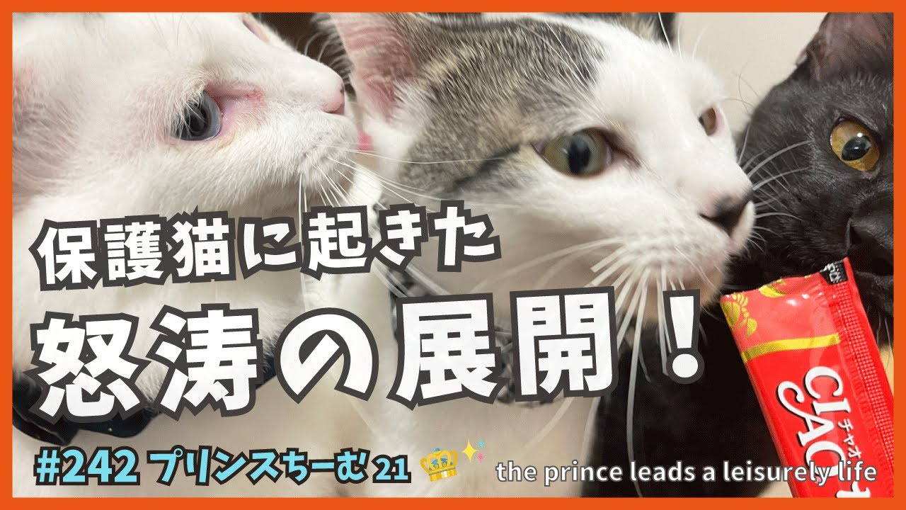 保護した子猫が旅に出る？出ない？😊急転直下に猫たちもビックリ【プリンス21】happenings that happened to kittens