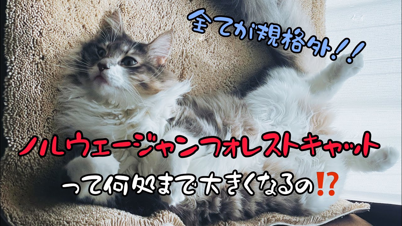 ノルウェージャンフォレストキャット  伝説の大型猫はどこまで大きくなるのか色々比べてみた🤔✨