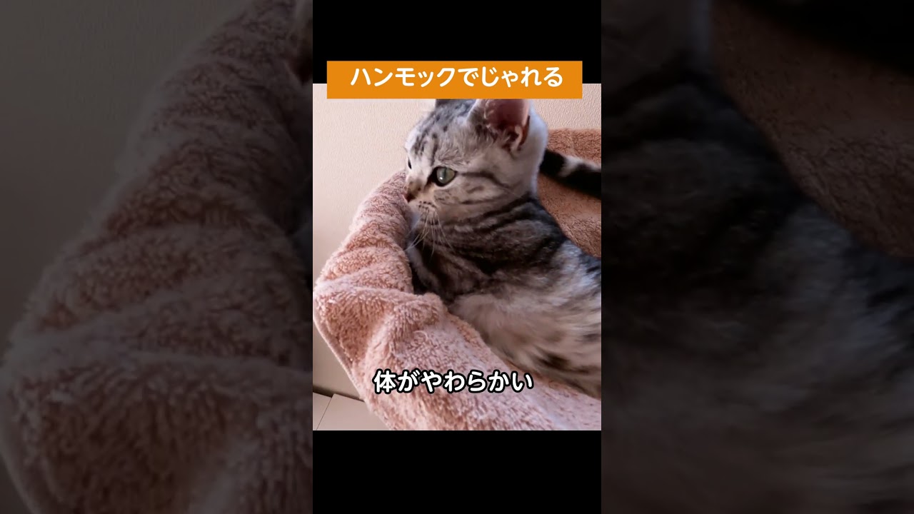 ハンモックでじゃれる子猫【アメリカンショートヘアー】 #shorts #こねこ #アメショー