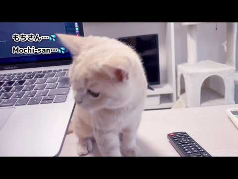 飼い主のテレワークを変わらず邪魔するブリティッシュショートヘア British shorthair that still disturbs the owner's telework