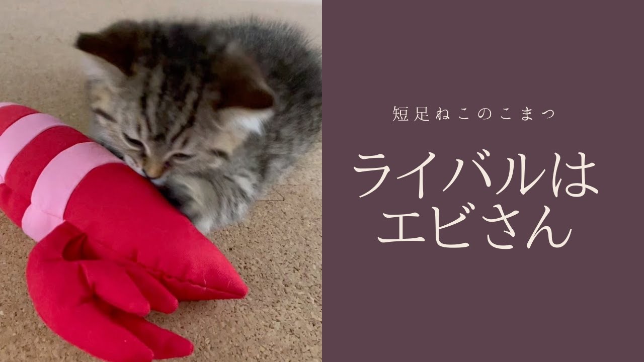 【短足仔猫】宿命の戦い #Shorts