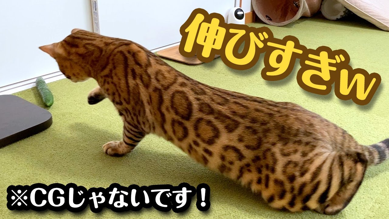 ベンガル猫 にきゅうり を置いたらありえないくらい伸びました
